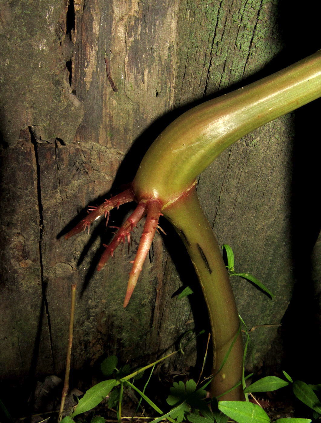 Image of Impatiens glandulifera specimen.