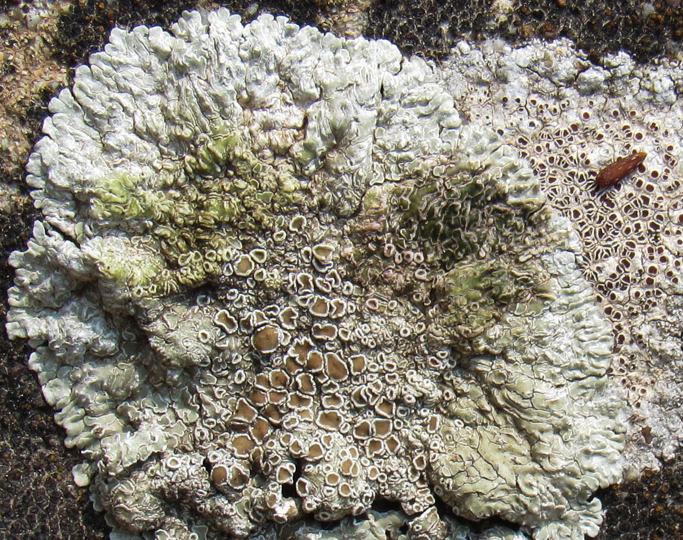 Изображение особи Lecanora muralis.