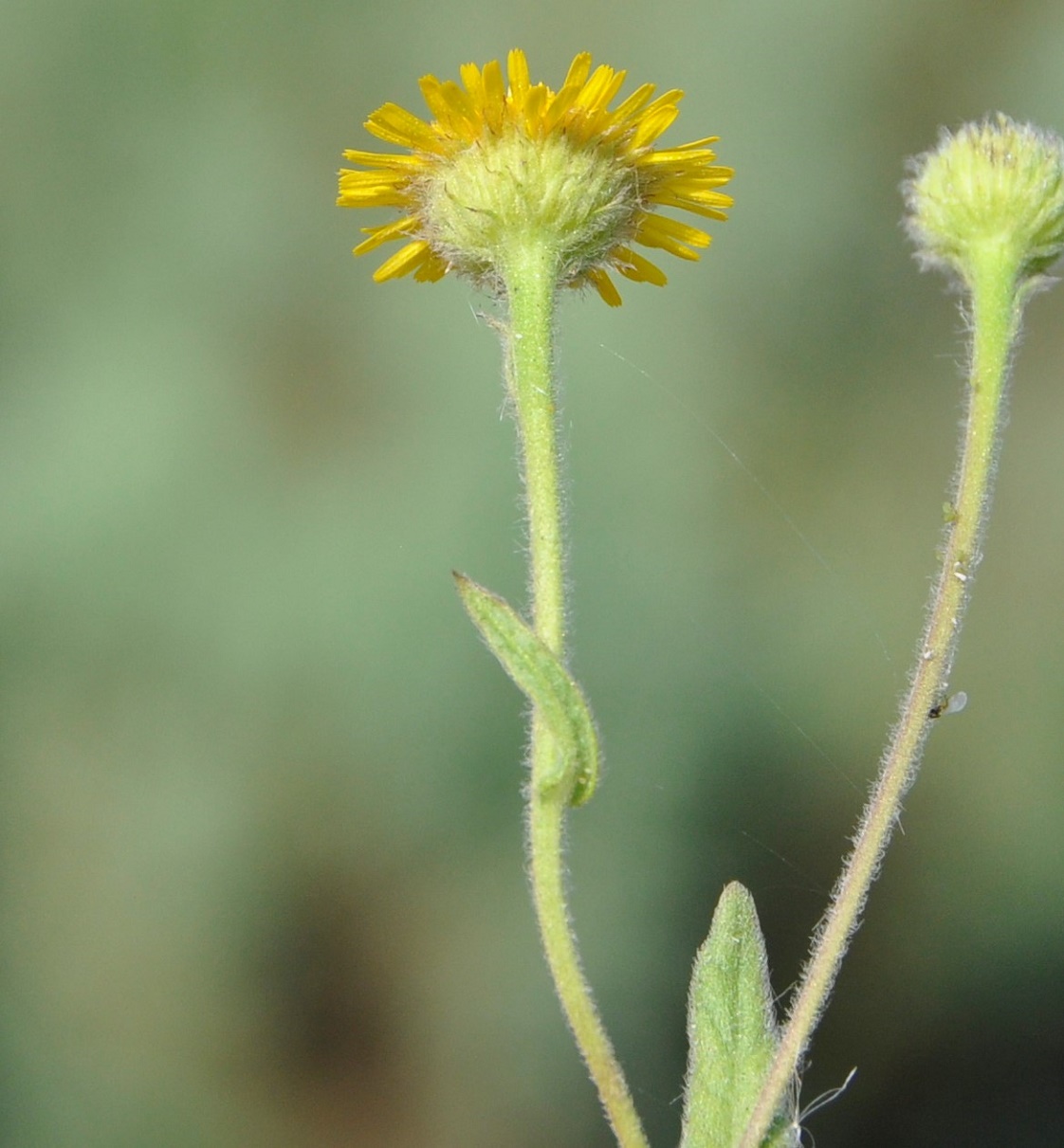 Image of Pulicaria dysenterica specimen.