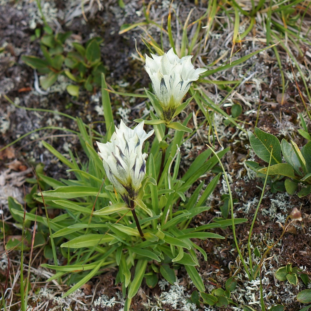 Изображение особи Gentiana algida.