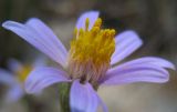 genus Galatella. Соцветие. Татарстан, г. Бавлы, остепнённый склон. 23.07.2010.