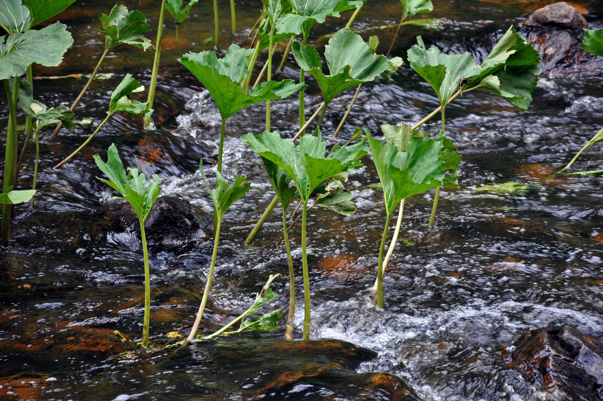 Изображение особи Petasites radiatus.