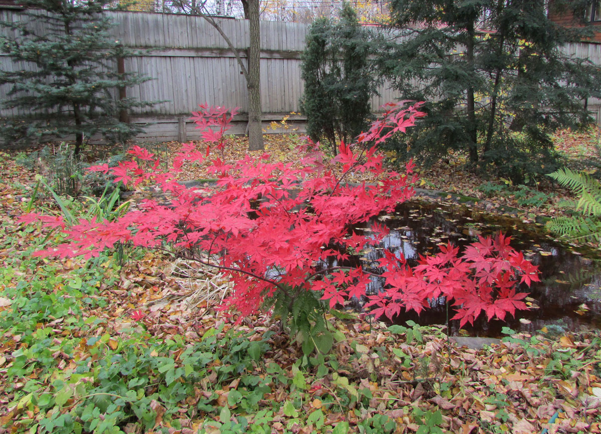 Image of Acer palmatum specimen.