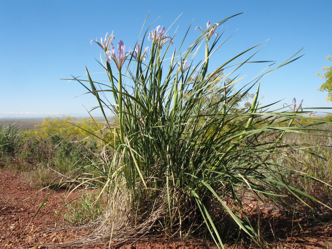 Image of Iris songarica specimen.