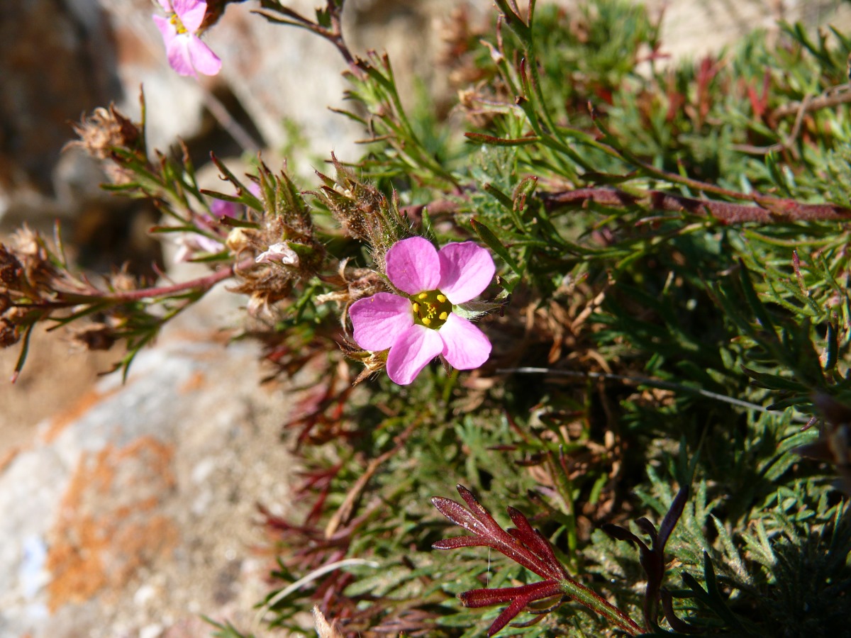 Image of Chamaerhodos altaica specimen.