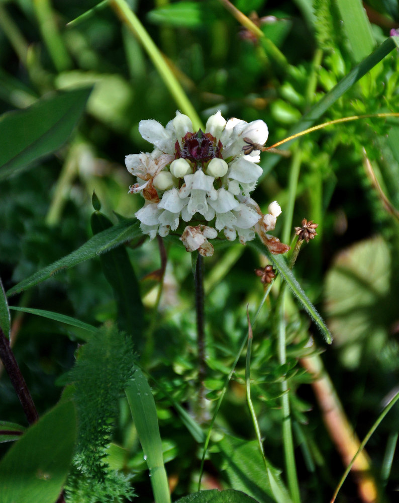 Image of Prunella laciniata specimen.