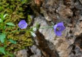 Campanula persicifolia. Верхушка побега с цветками (в одном из них сидит паук). Сербия, национальный парк Тара, плоскогорье Равна Тара, опушка смешанного леса, каменистый склон. 08.07.2019.