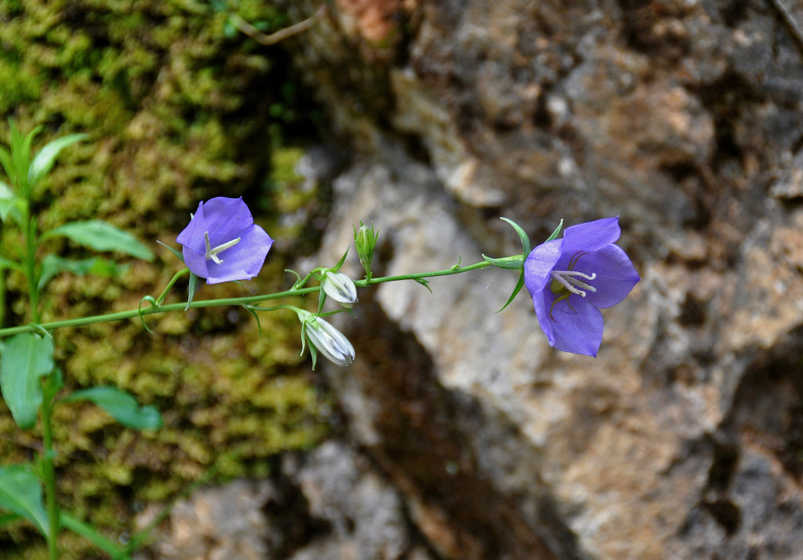 Изображение особи Campanula persicifolia.