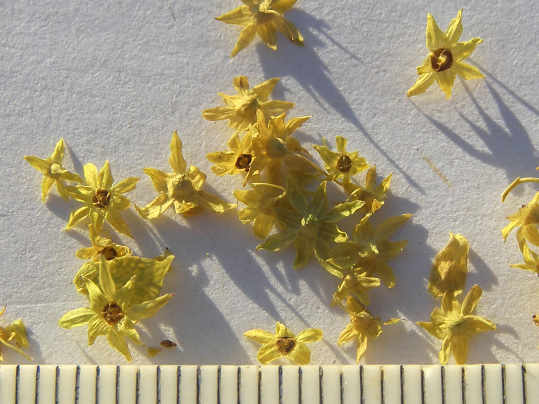 Image of Alchemilla urceolata specimen.