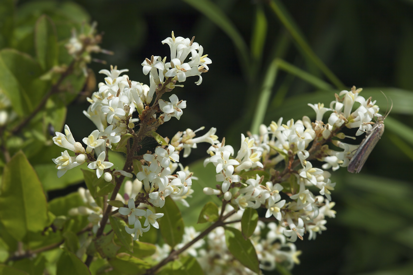 Image of Ligustrum yezoense specimen.