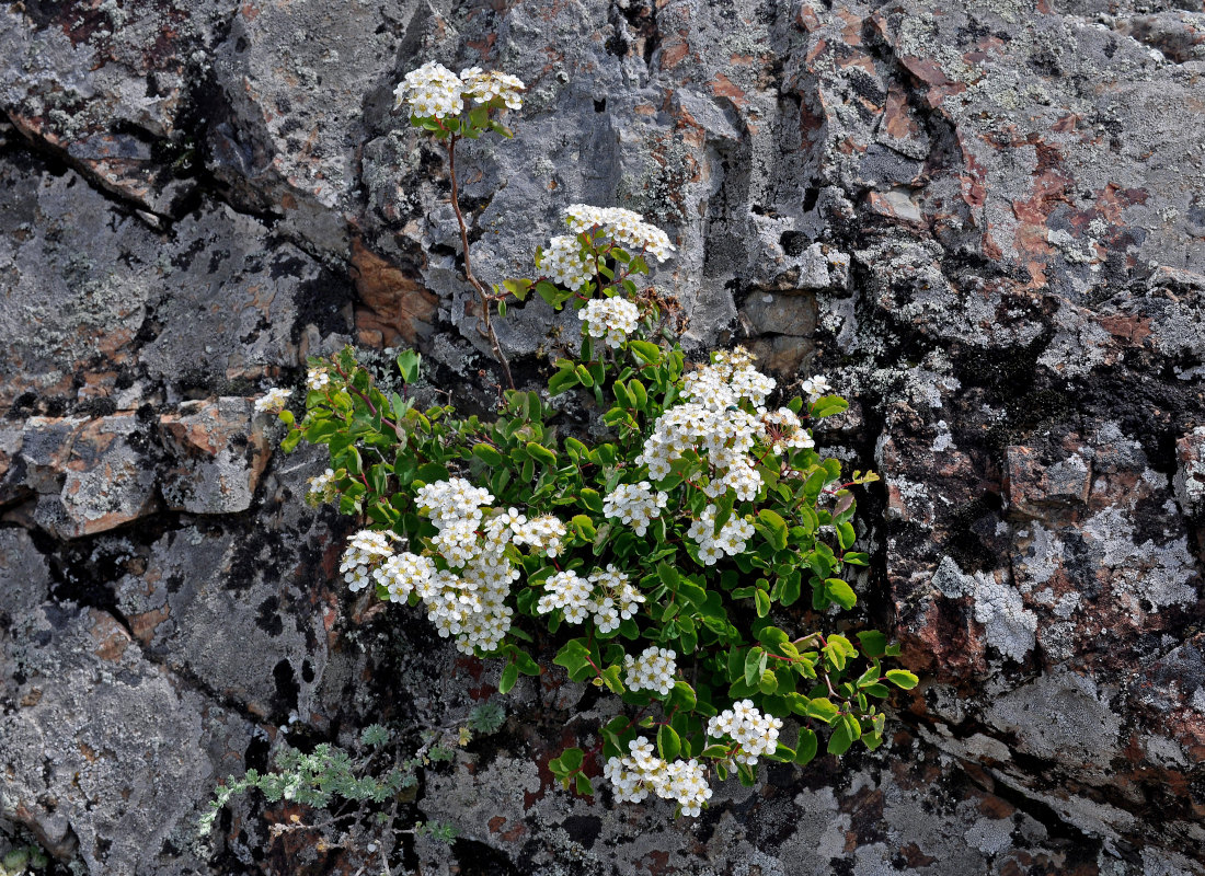 Изображение особи Spiraea trilobata.