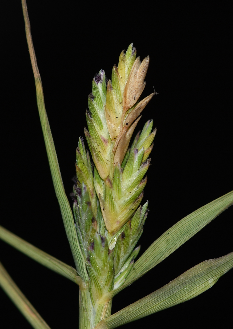 Image of Distichlis spicata specimen.