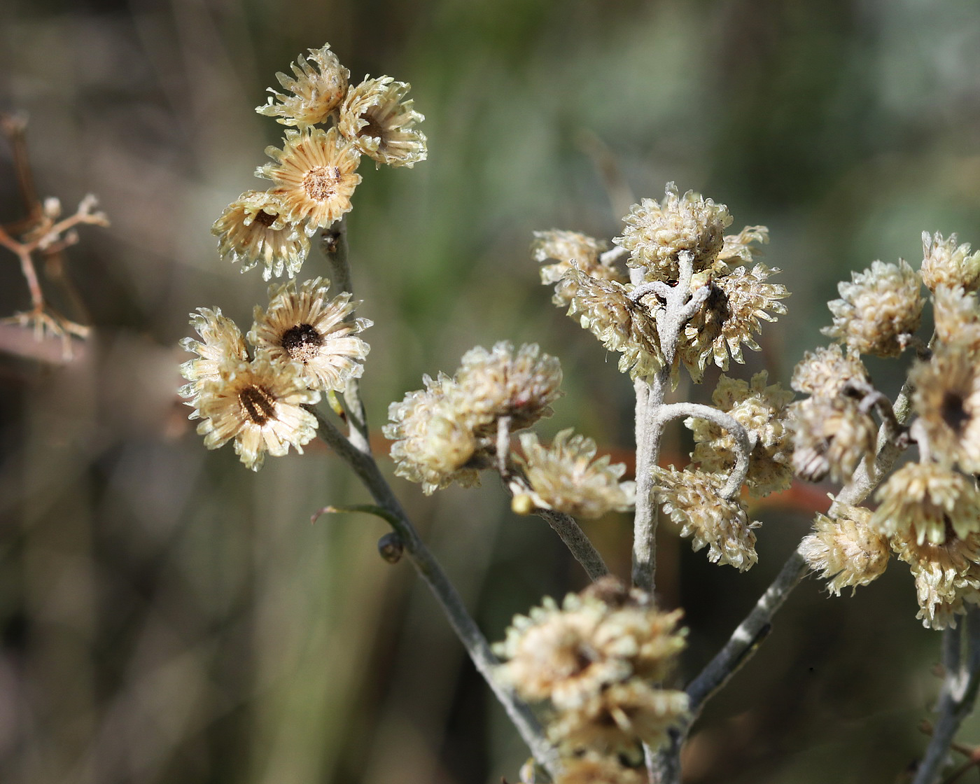 Изображение особи Helichrysum arenarium.