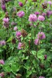 Trifolium pratense. Верхушки цветущих и плодоносящих растений. Карельский перешеек, окр. Сертолово, на просеке газопровода. 14.07.2019.