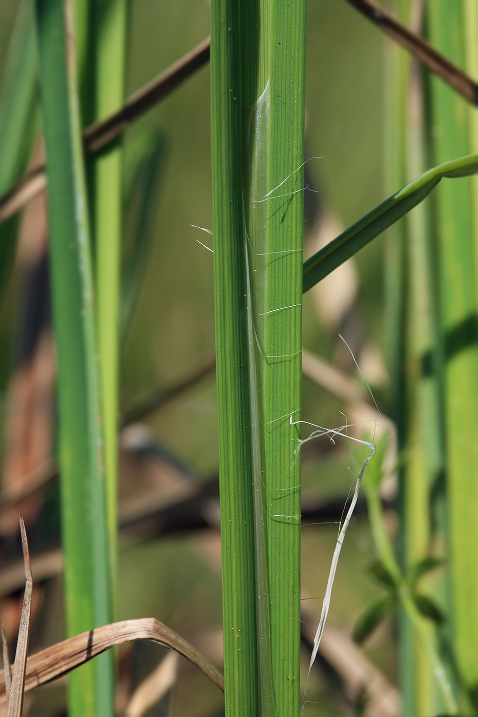 Изображение особи Carex omskiana.