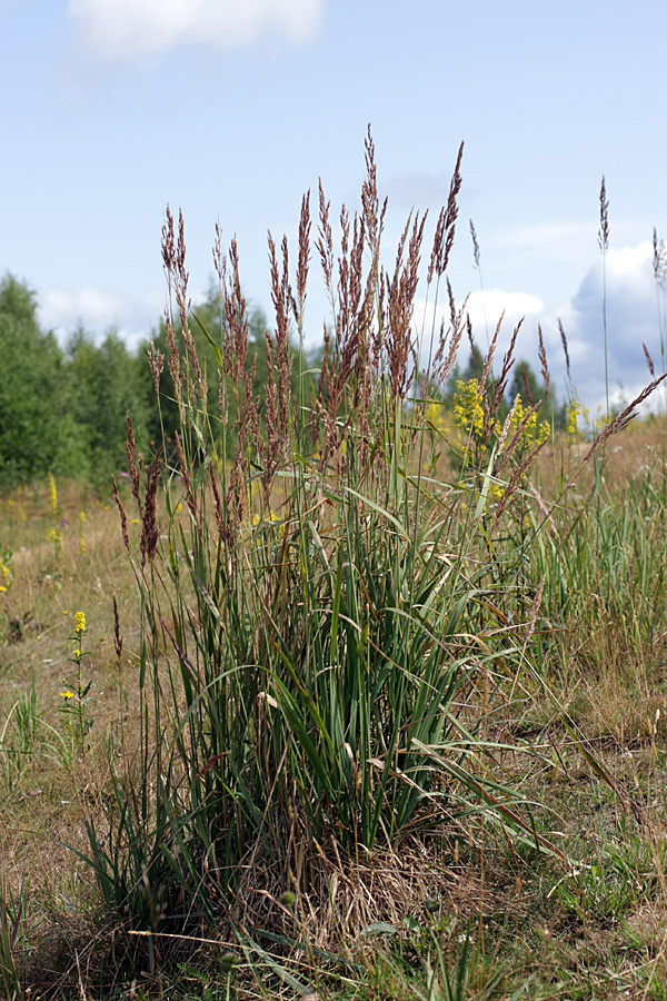 Изображение особи Calamagrostis epigeios.