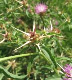 Centaurea calcitrapa. Нераскрывшееся соцветие. Крым, Симферополь, Петровские скалы. 12 июля 2010 г.