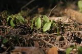 Orthilia secunda. Перезимовавшие побеги (рядом - шишка и хвоя Pinus sylvestris). Ленинградская обл., побережье в р-не пос. Большая Ижора, сухой сосняк на приморских песках. 28.03.2020.