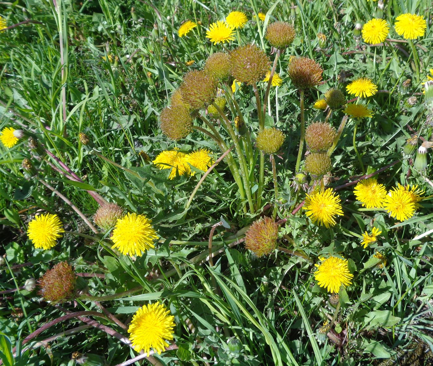 Изображение особи Taraxacum officinale.