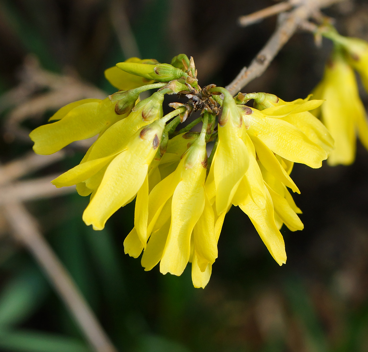 Изображение особи род Forsythia.