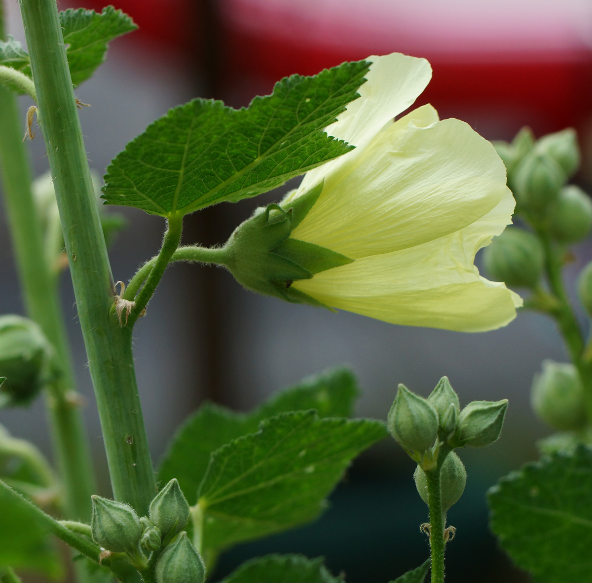 Изображение особи Alcea rugosa.