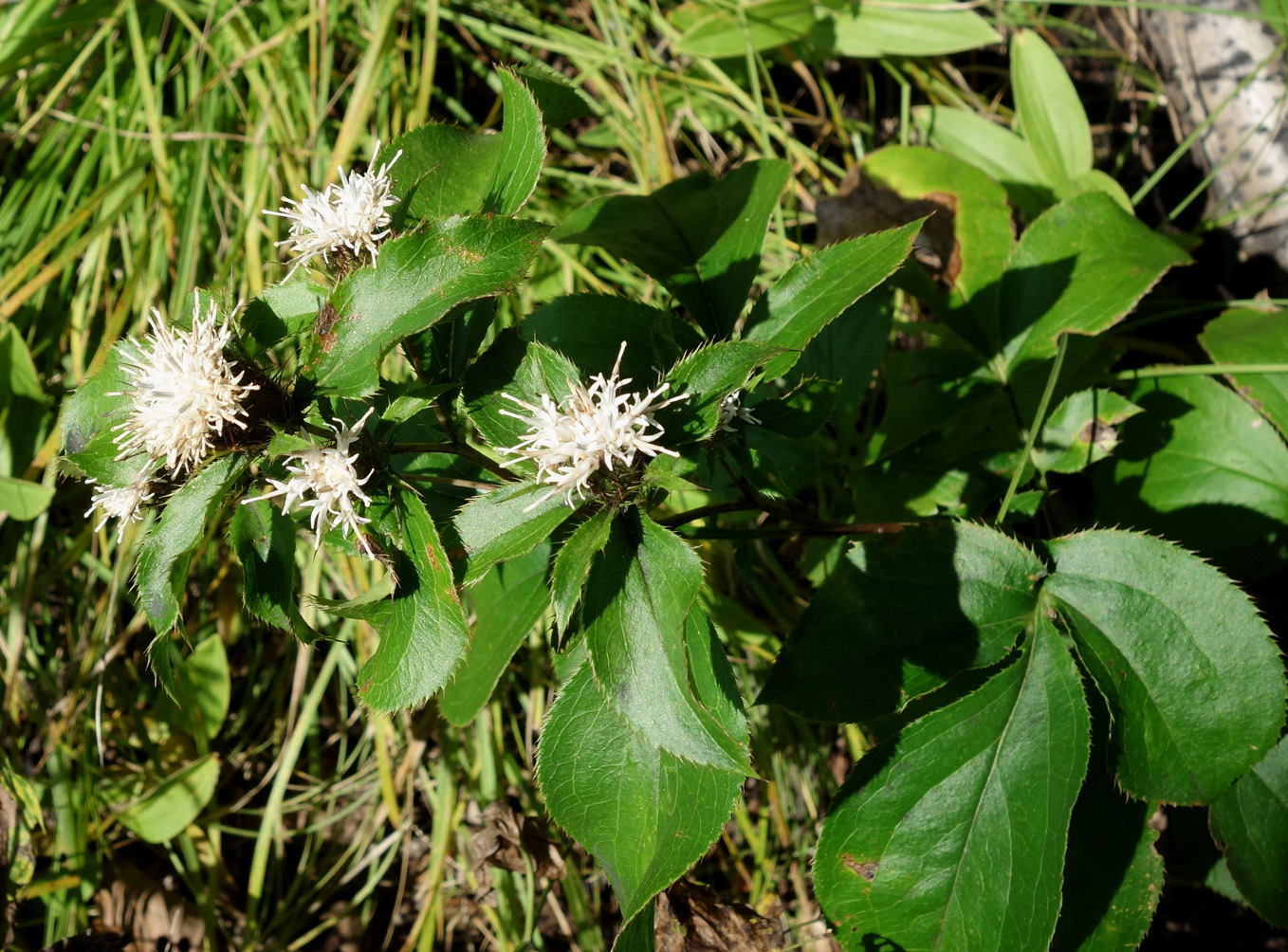 Изображение особи Atractylodes ovata.