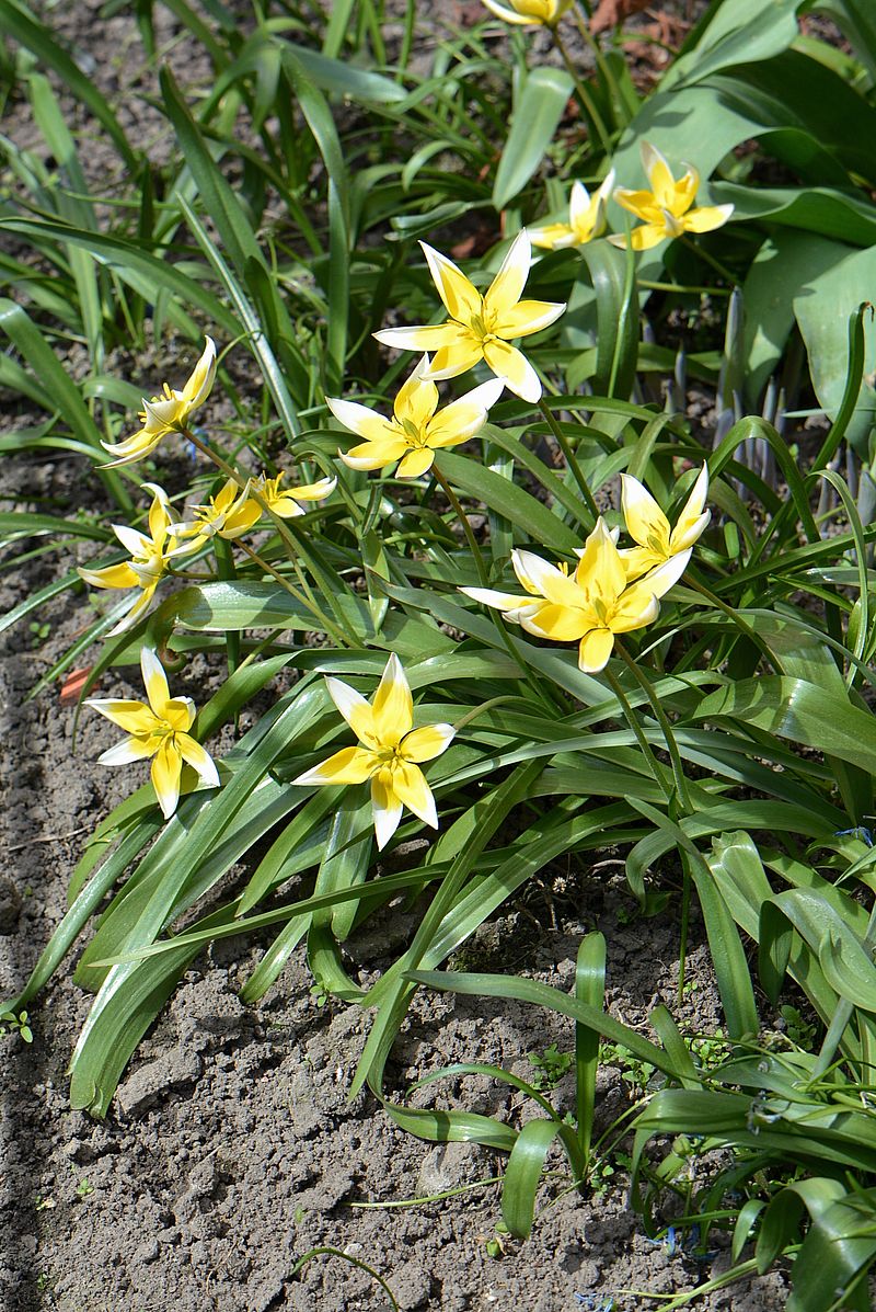 Image of Tulipa tarda specimen.