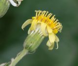 Jungia paniculata. Соцветие. Перу, г. Лима, ботанический сад лекарственных растений Министерства здравоохранения. 09.10.2019.