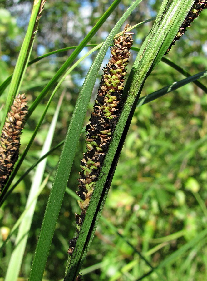 Изображение особи Carex acuta.