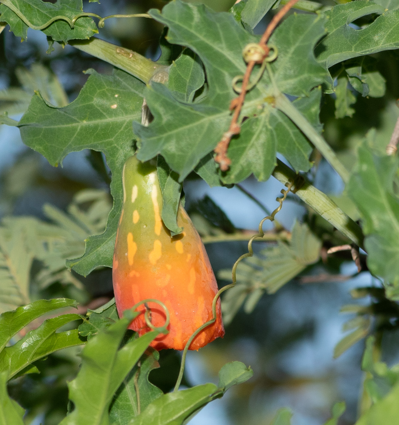 Изображение особи Coccinia sessilifolia.