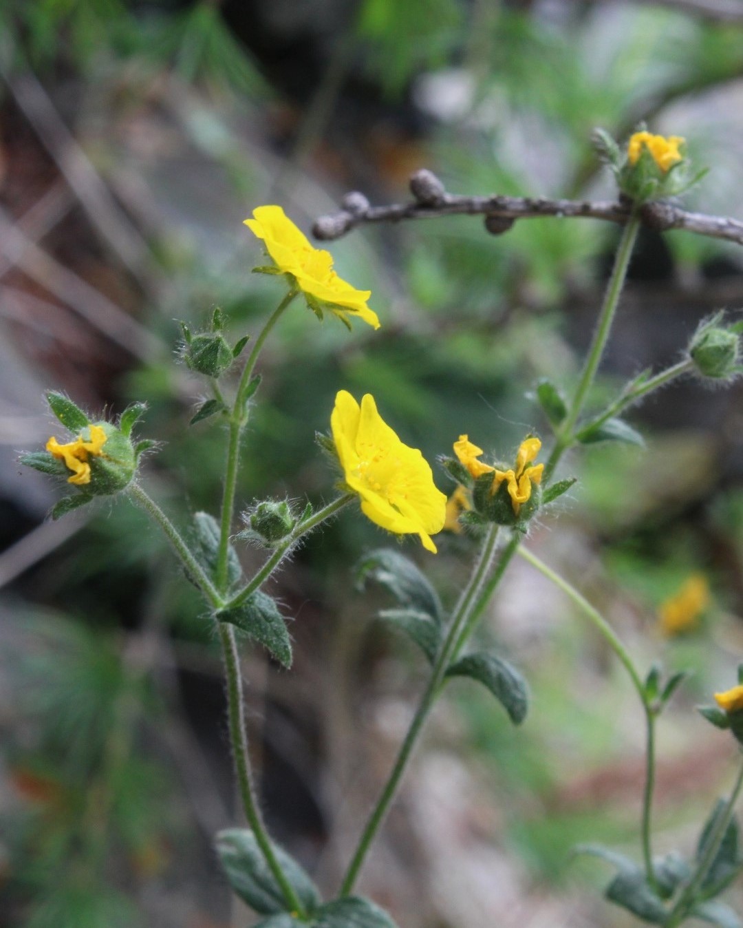 Image of Potentilla jacutica specimen.