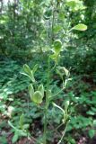 Hesperis matronalis