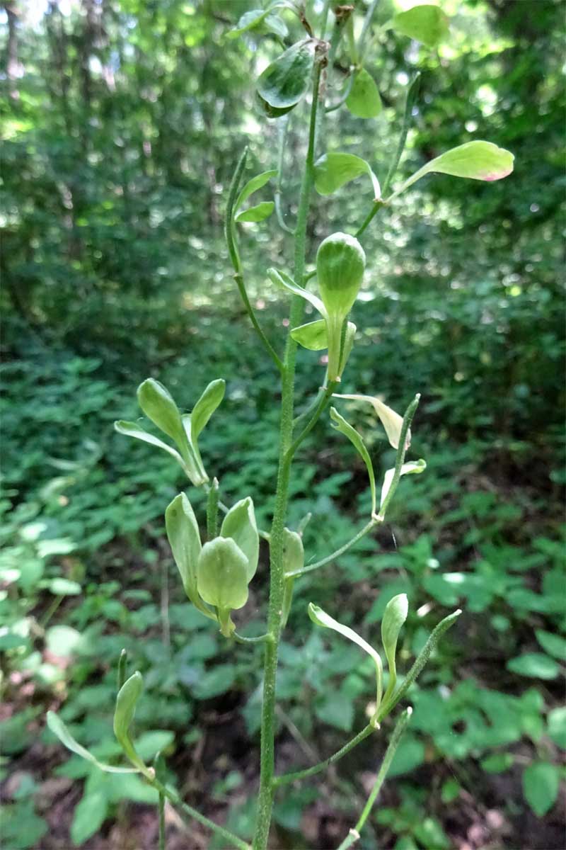 Image of Hesperis matronalis specimen.