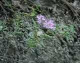 Image of taxon representative. Author is Игорь Павлов