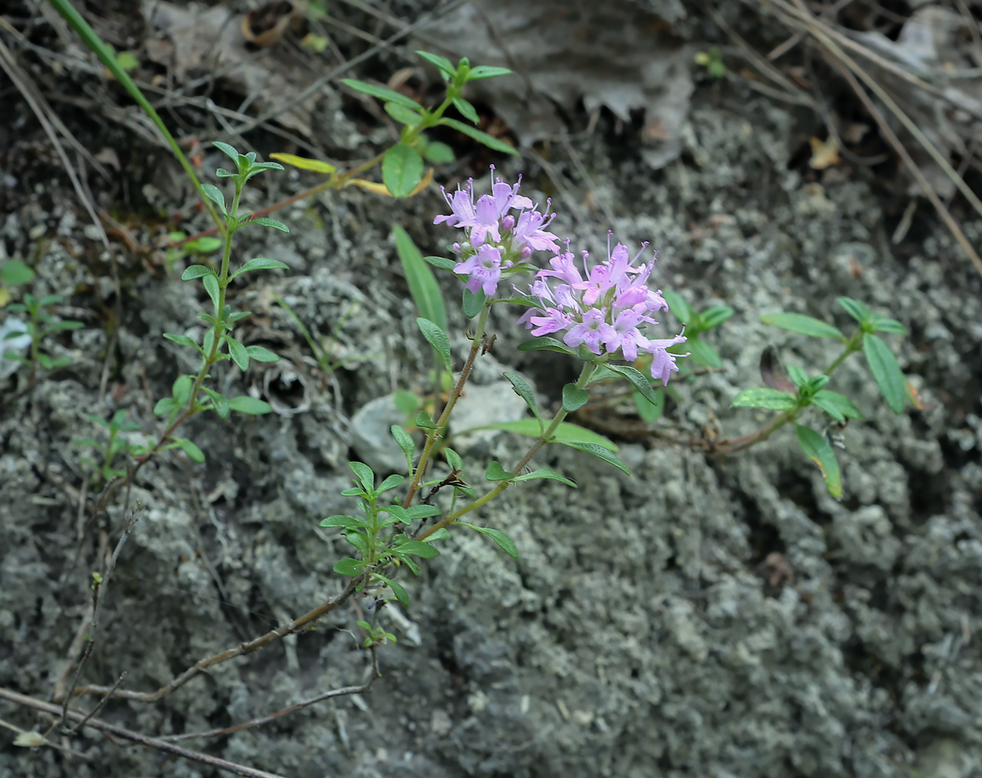 Изображение особи Thymus bashkiriensis.