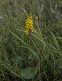 Ligularia sibirica