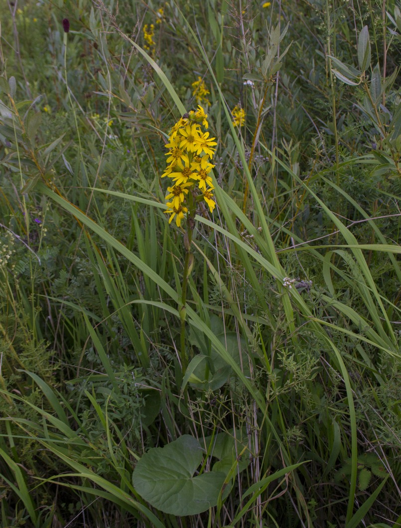 Image of Ligularia sibirica specimen.