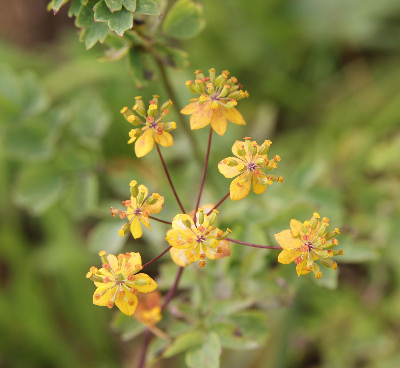 Image of genus Bupleurum specimen.