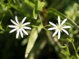 Stellaria palustris. Цветки. Архангельская обл., Вельский р-н, окр. пос. Усть-Шоноша, берег р. Вель. 12 июля 2010 г.