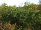 Salix dshugdshurica