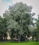 Salix alba. Взрослое дерево. Санкт-Петербург, Адмиралтейский р-н, Александровский сад, озеленение. 06.09.2020.