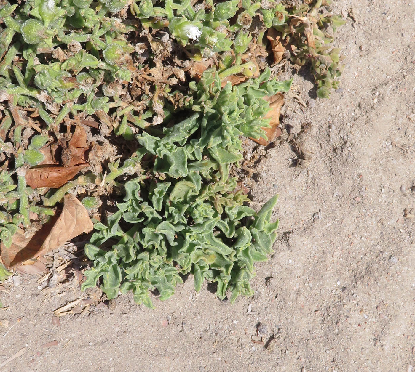 Image of Mesembryanthemum guerichianum specimen.