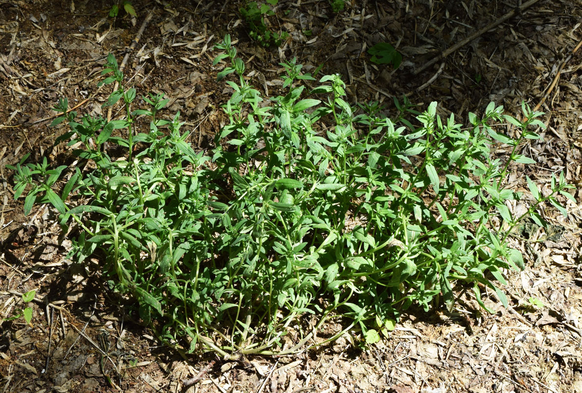 Image of Buglossoides arvensis specimen.