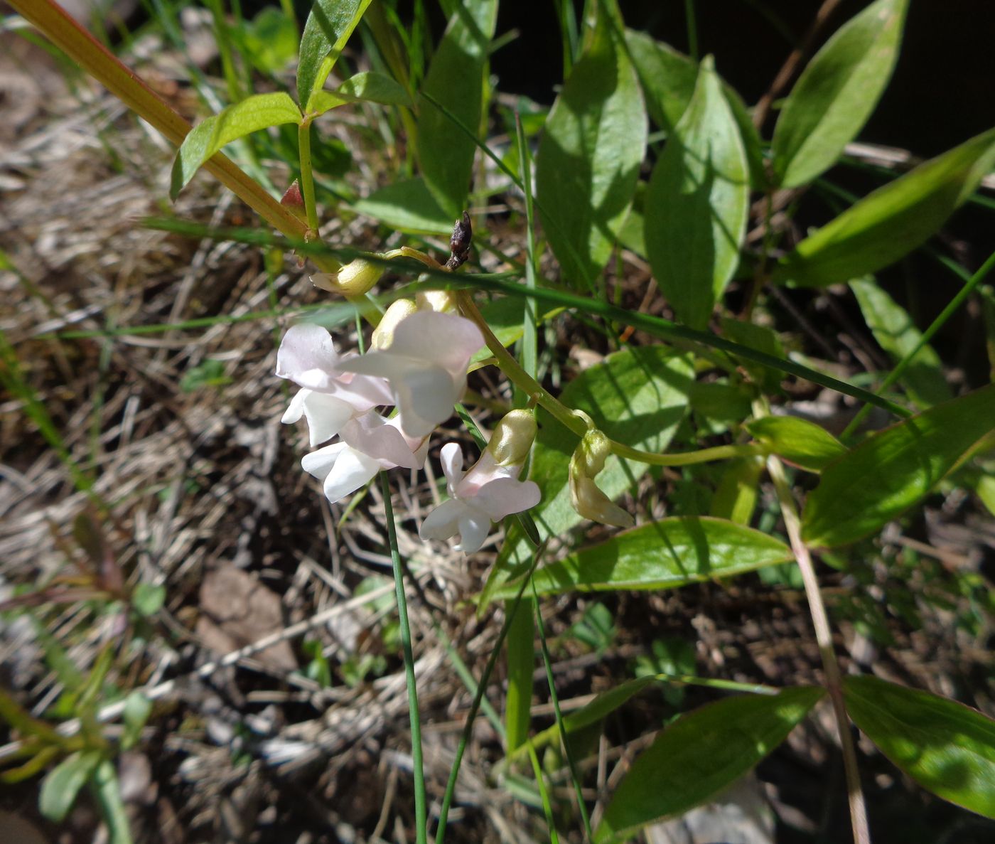 Изображение особи Lathyrus vernus.