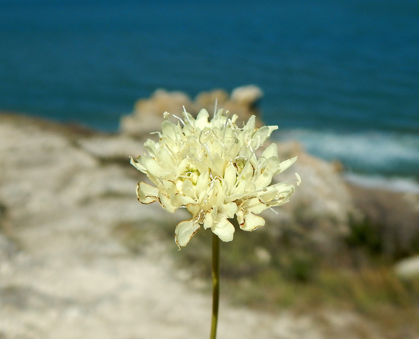 Изображение особи Cephalaria uralensis.