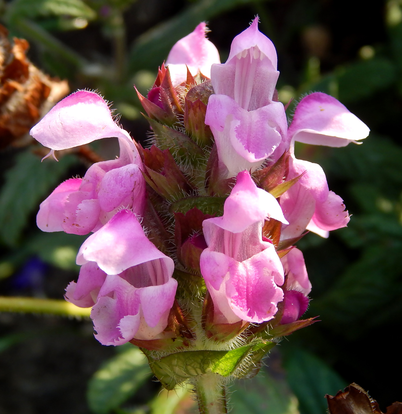 Image of genus Prunella specimen.