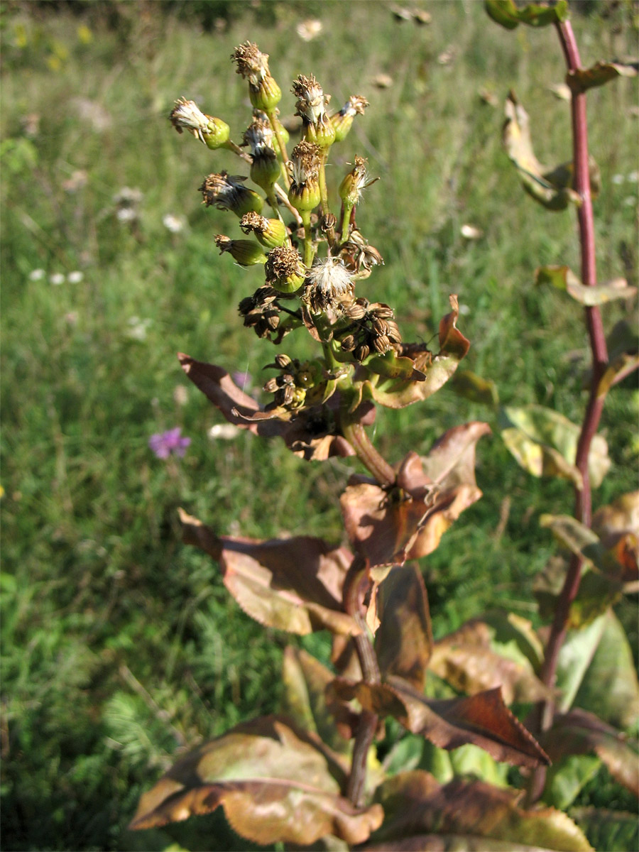 Image of Senecio umbrosus specimen.