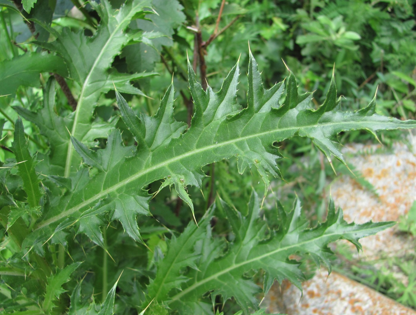 Изображение особи Cirsium elbrusense.