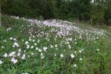 Zephyranthes rosea