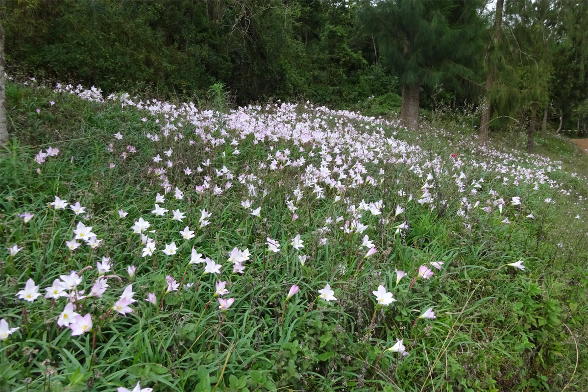 Изображение особи Zephyranthes rosea.